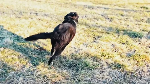 Dog running in field Stock Footage 205313389