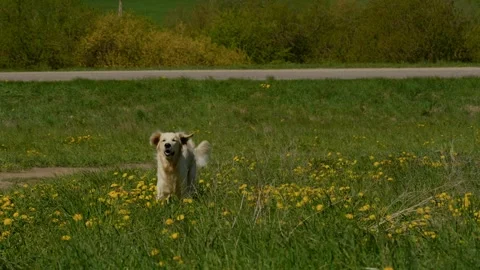 The dog running in the field Stock Footage 309021858