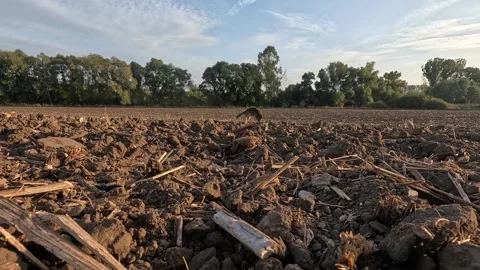 Dog running in the field Video stock 334060932
