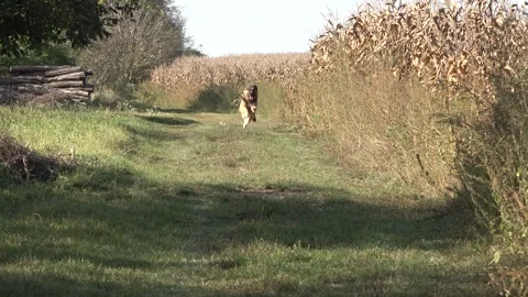 Dog running in the field 스톡 동영상 335223942