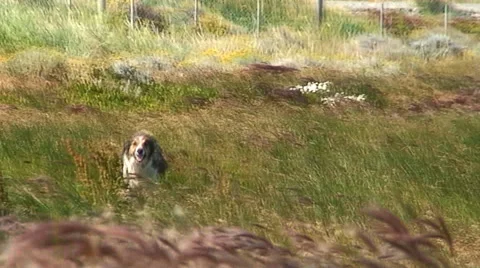 Dog running in the fields HD Stock Footage 40715910
