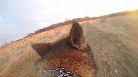 Dog running, First point of view POV, German shepherd with action camera Gopro Stock Footage 72355623