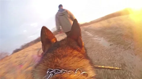 Dog running, First point of view POV, German shepherd with action camera Gopro Video stock 72355801