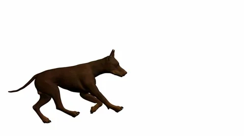 Dog running Stock Footage 941928