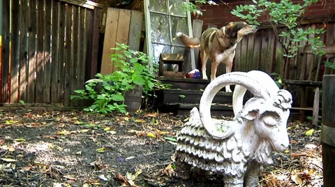 Dog running Stock Footage 8686617