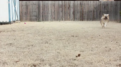 Dog Running Stock Footage 10864068
