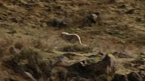 A dog running Stock Footage 12264615