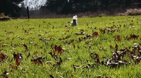 Dog Running Stock Footage 12614567