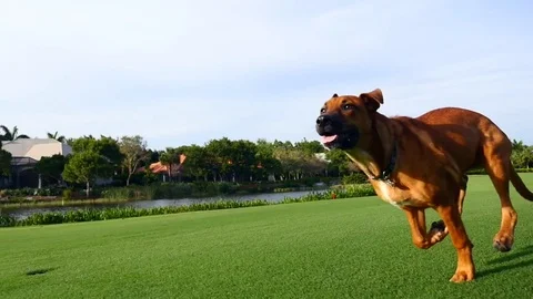 Dog Running  Video stock 76633045