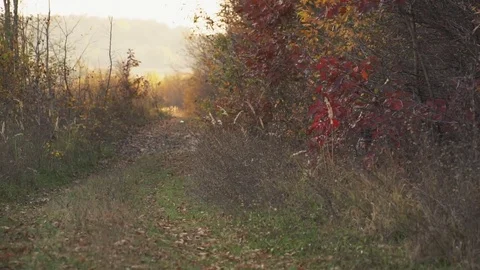 The dog is running Stock Footage 83208938