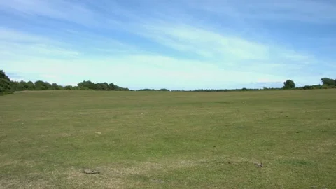 Dog running Video stock 133451191