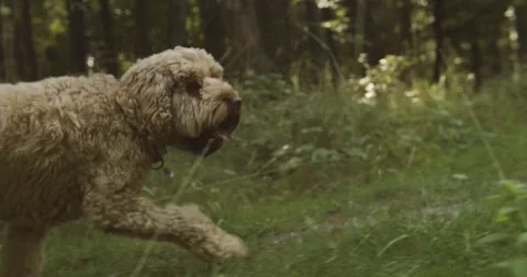 Dog running 動画素材 139755661