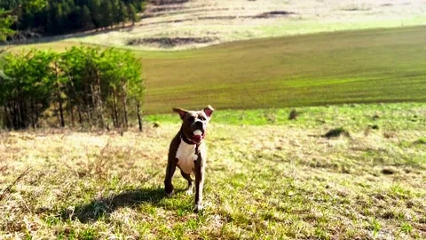 Dog running 스톡 동영상 239451183