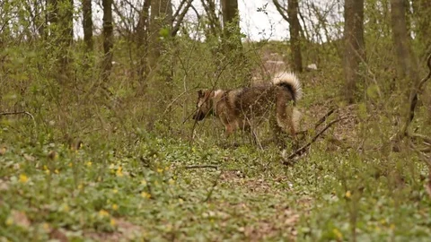 Dog running in the forest Stock Footage 128816458