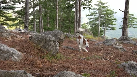 The dog is running in the forest. Stock Footage 251679804
