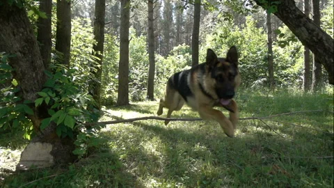 Dog running on a forest path. Slow motion Loop Stock Footage 102560356