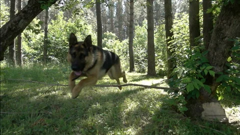 Dog running on a forest path. Slow motion Loop Stock Footage 120256057