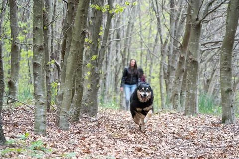 Dog running in the forest Stock Photos