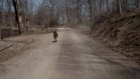 Dog running on a forest road Video stock 95046899
