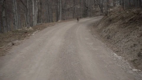 Dog running on a forest road Video stock 95046954
