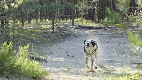 Dog running in the forrest Vídeos de archivo 200173386