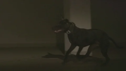 Dog Running In A Garage 스톡 동영상 117171286
