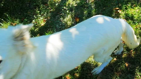 Dog running in grass Stock Footage 67311063