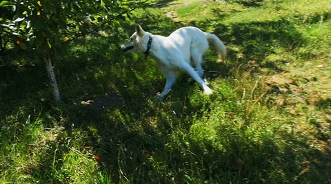 Dog running in grass Video stock 67311513
