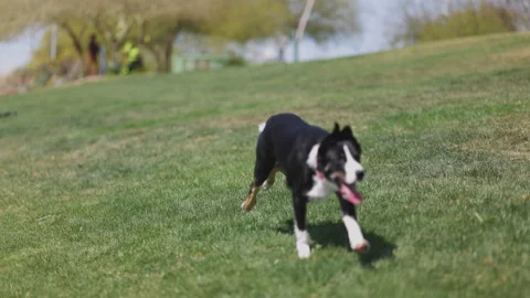 Dog Running on Grass in Slow Motion Video stock 158027398