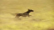 Dog Running In Grassland Of Motherwell Ranch Stock Footage