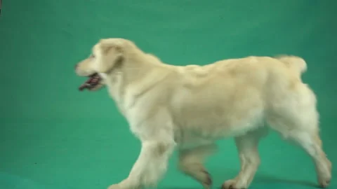 Dog running on green screen Stock Footage 147741881