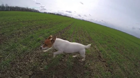 Dog running on green spring field. Stock Footage 82540587