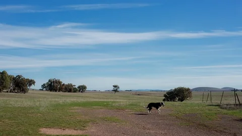 Dog running in the ground Vídeos de archivo 94881507