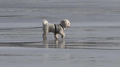 Dog running on the ice together with two skaters in sweden europe Stock Footage 73108102