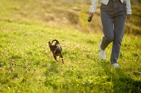 Dog running on leash next to its owner in field at sunset. Close-up of athletic Stock Photos