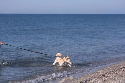 Dog running on leash through gentle surf by shoreline. Stock Photos