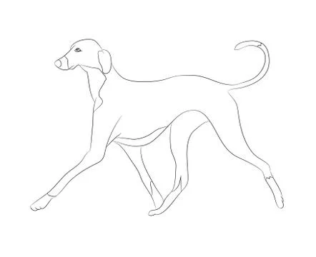 Dog running, lines, vector Stock Illustration