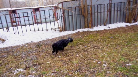 Dog running on a meadow Stock Footage 104846230