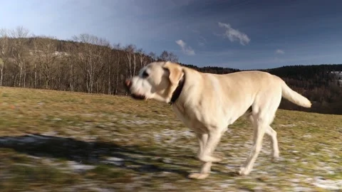 Dog running on meadow Stock Footage 145940957