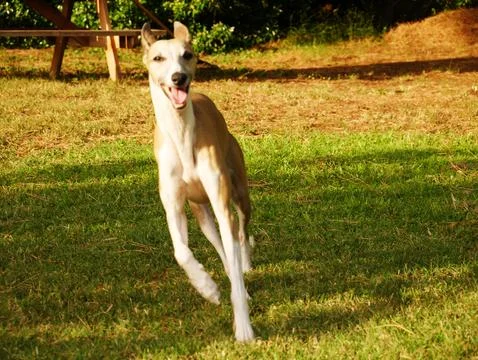 Dog running in the meadow Stock Photos
