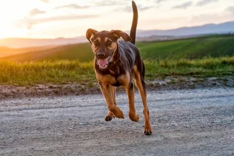 Dog running in nature Stock Photos
