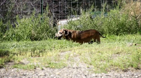 Dog Running Outside Stock Footage 41502279