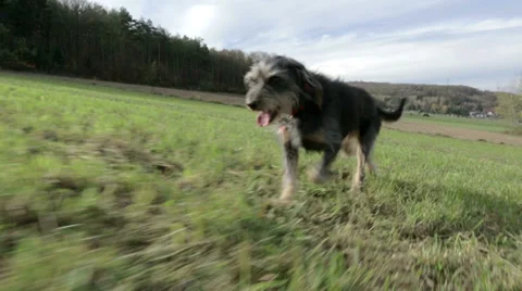 Dog running over meadow Stock Footage 32362326