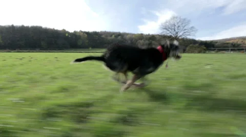 Dog running to owner Stock Footage 32362006