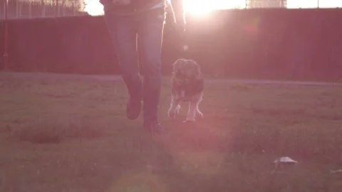Dog running with owner Stock Footage 70359023