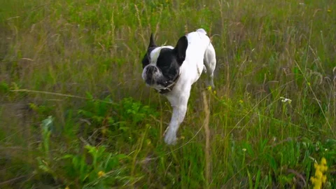 Dog is running to the owner Stock Footage 92051921
