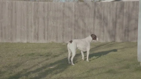 Dog running past camera Video stock 103824233