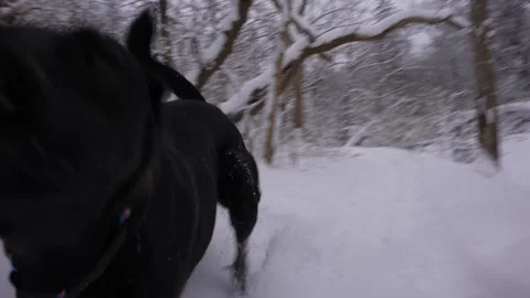 Dog Running Past Camera in Winter Stock Footage 305956649