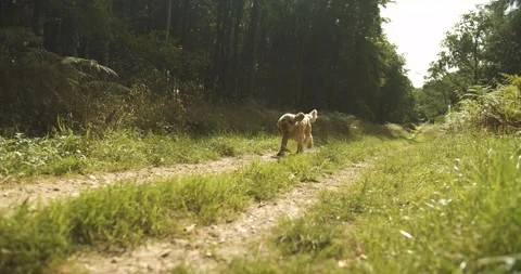 Dog running on path Video stock 139755580