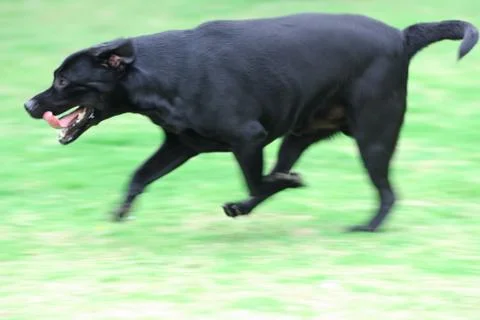 Dog running Stock Photos